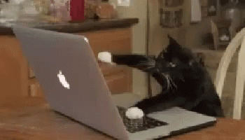 Cat Gif